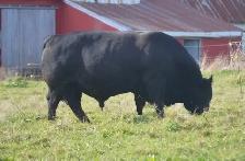 BEEF HEIFERS - YEARLINGS - Photo 5
