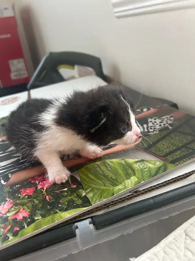 chatons à faire adopter