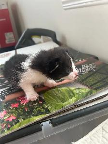 chatons à faire adopter