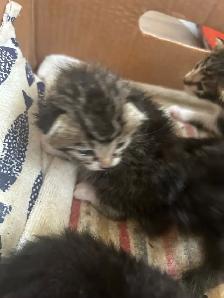 chatons à faire adopter - Photo 2