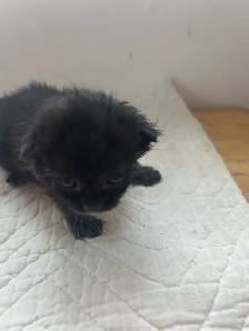 chatons à faire adopter - Photo 3