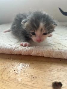 chatons à faire adopter - Photo 4
