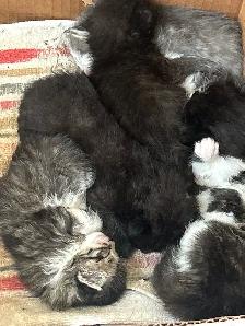 chatons à faire adopter - Photo 5
