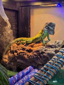 Looking for iguana