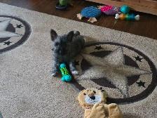 Adorable Furever  Friends - Photo 2