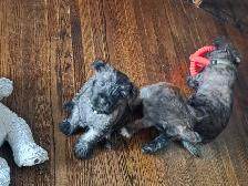 Adorable Furever  Friends - Photo 3