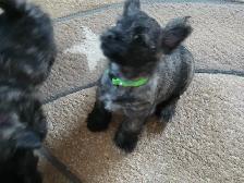 Adorable Furever  Friends - Photo 4