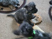 Adorable Furever  Friends - Photo 5