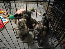 Adorable Furever  Friends - Photo 6
