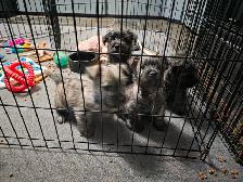 Adorable Furever  Friends - Photo 7