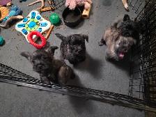 Adorable Furever  Friends - Photo 8