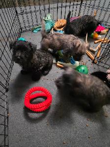 Adorable Furever  Friends - Photo 9