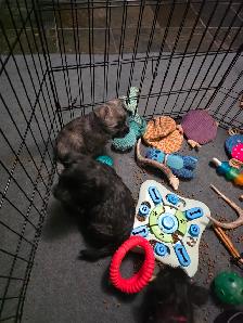 Adorable Furever  Friends - Photo 10