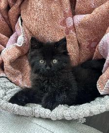 kitten for sale