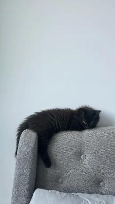 kitten for sale - Photo 4
