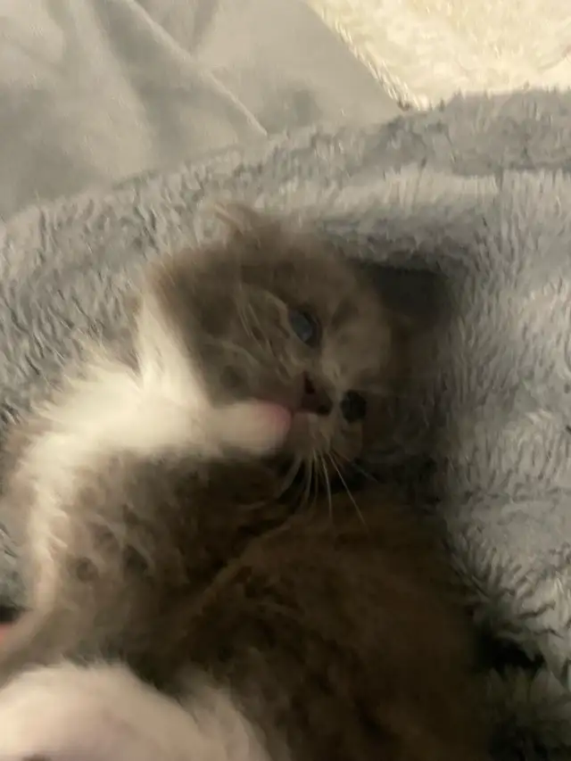Adorable Kittens Blue Russian and Maine Coon Mix, Hypoallergeni