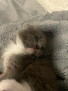 Adorable Kittens Blue Russian and Maine Coon Mix, Hypoallergeni