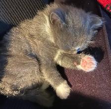 Adorable Kittens Blue Russian and Maine Coon Mix, Hypoallergeni - Photo 2