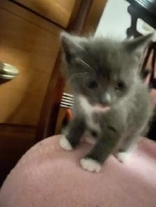 Adorable Kittens Blue Russian and Maine Coon Mix, Hypoallergeni - Photo 3
