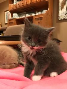 Adorable Kittens Blue Russian and Maine Coon Mix, Hypoallergeni - Photo 4