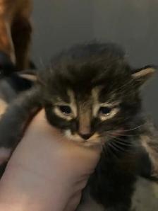 Adorable Kittens Blue Russian and Maine Coon Mix, Hypoallergeni - Photo 5