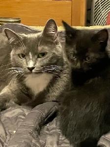Adorable Kittens Blue Russian and Maine Coon Mix, Hypoallergeni - Photo 6