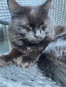 Adorable Kittens Blue Russian and Maine Coon Mix, Hypoallergeni - Photo 7