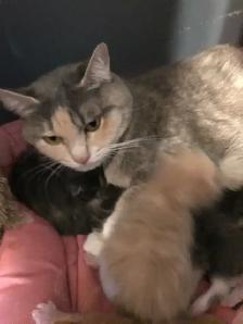 Adorable Kittens Blue Russian and Maine Coon Mix, Hypoallergeni - Photo 8