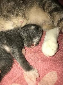 Adorable Kittens Blue Russian and Maine Coon Mix, Hypoallergeni - Photo 9