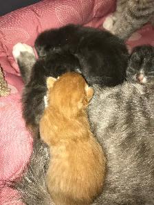Adorable Kittens Blue Russian and Maine Coon Mix, Hypoallergeni - Photo 10
