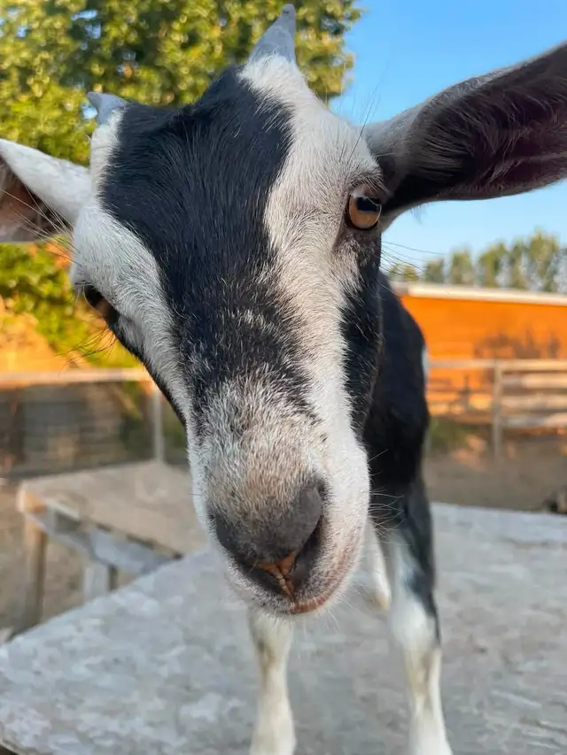 2 Female Pygmy Cross Goats