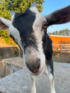 2 Female Pygmy Cross Goats