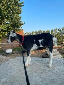 2 Female Pygmy Cross Goats - Photo 2