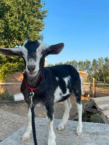 2 Female Pygmy Cross Goats - Photo 3