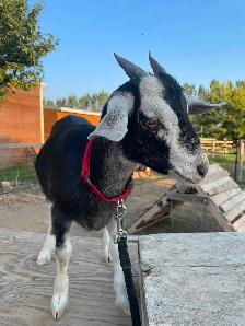 2 Female Pygmy Cross Goats - Photo 4