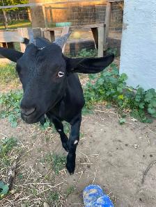 2 Female Pygmy Cross Goats - Photo 5