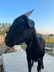 2 Female Pygmy Cross Goats - Photo 6