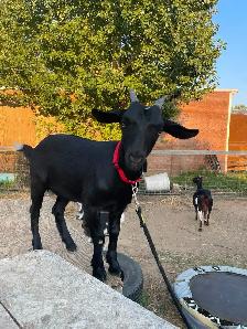 2 Female Pygmy Cross Goats - Photo 7