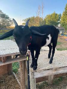 2 Female Pygmy Cross Goats - Photo 8