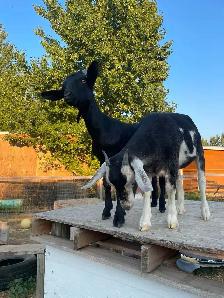 2 Female Pygmy Cross Goats - Photo 9