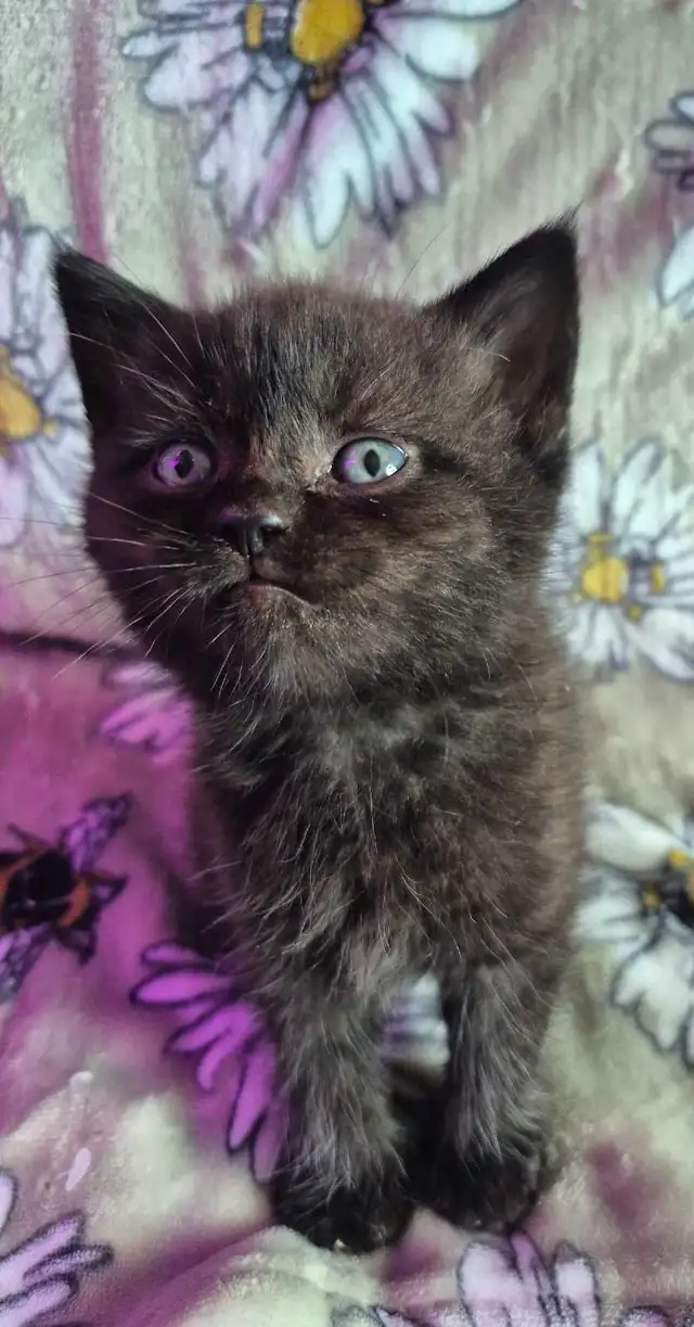 Chaton HIGHLAND Lynx Mâle 514-501-9810