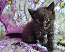 Chaton HIGHLAND Lynx Mâle 514-501-9810 - Photo 3