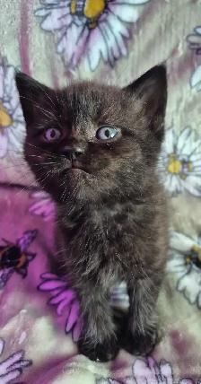Chaton HIGHLAND Lynx 514-501-9810