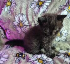 Chaton HIGHLAND Lynx 514-501-9810 - Photo 4