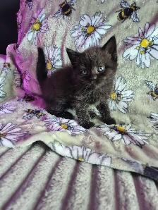 Chaton HIGHLAND Lynx 514-501-9810 - Photo 5