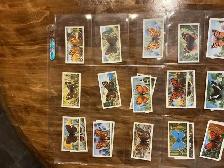 38. 1963 Brooke Bond Tea "BRITISH BUTTERFLIES" Trading Cards - Photo 2
