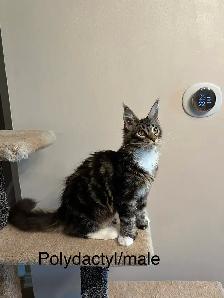 Polydactyl Beautiful purebred Maine Coon kittens - Photo 2