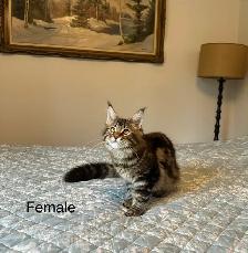 Polydactyl Beautiful purebred Maine Coon kittens - Photo 4