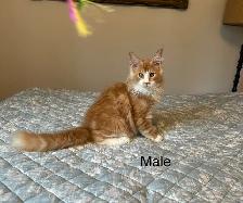 Polydactyl Beautiful purebred Maine Coon kittens - Photo 5
