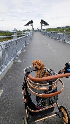 Bicystar Pet Stroller - Photo 7
